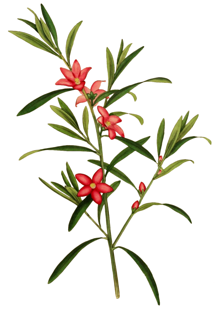 复古手绘植物花卉插画 免抠