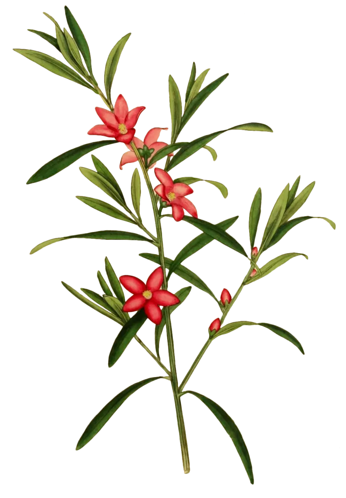 复古手绘植物花卉插画 免抠