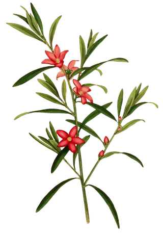 复古手绘植物花卉插画 免抠