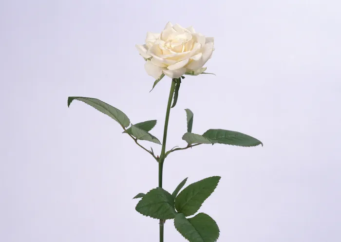 白色玫瑰花