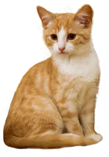 猫, 小猫, 坐, 孤立, 红色的, 白色的, 细心