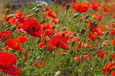 红色鲜艳罂粟花图片 红色鲜艳罂粟花图片