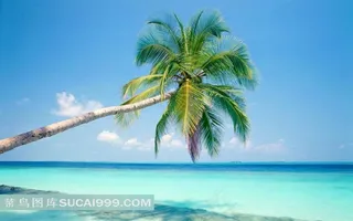 唯美海边椰子树素材图片