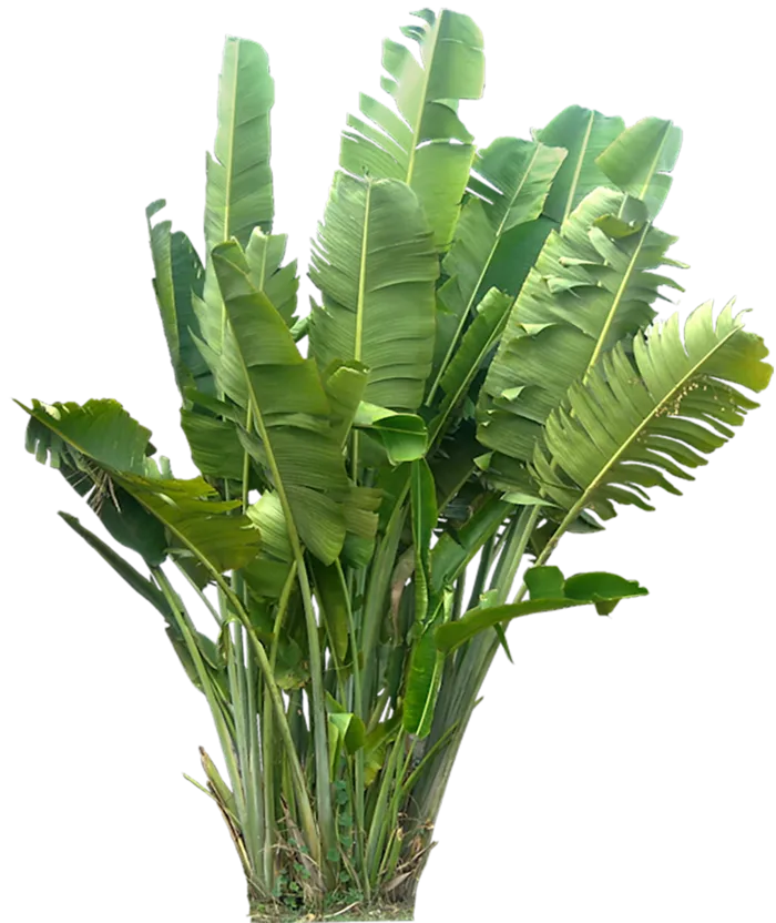 芭蕉叶绿植