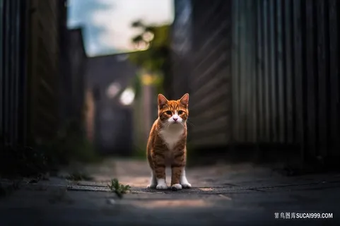 巷子里的猫咪图片 巷子里的猫咪图片