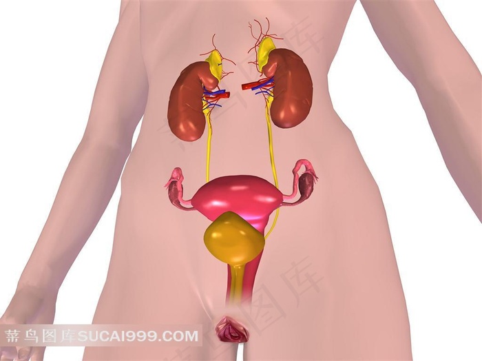 人体内部器官透视