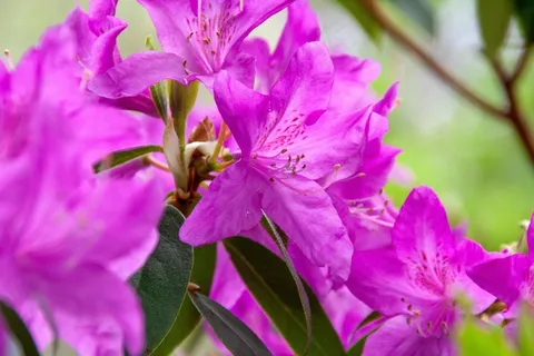 艳丽杜鹃花图片