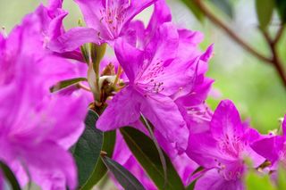 艳丽杜鹃花图片