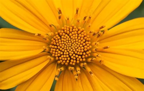 黄色花朵中间的花蕊特写高清图片