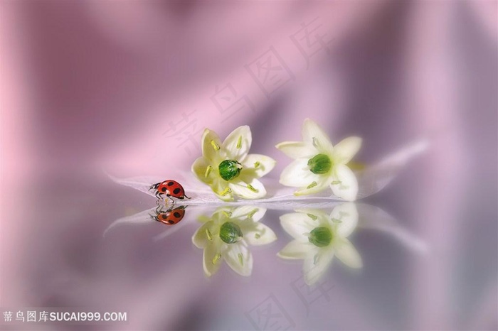 唯美鲜花瓢虫图片