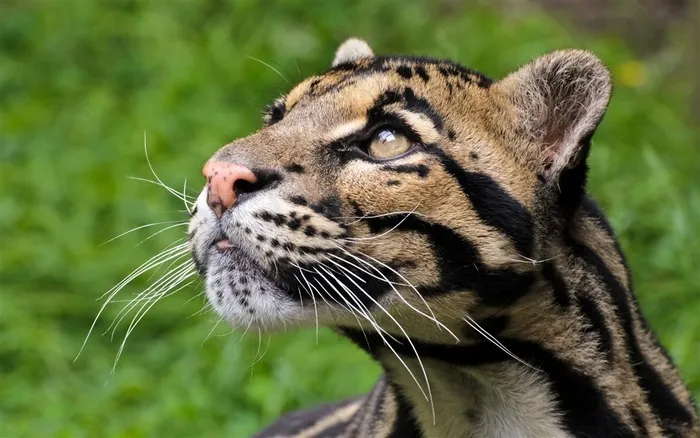动物世界矫健的虎猫高清大图