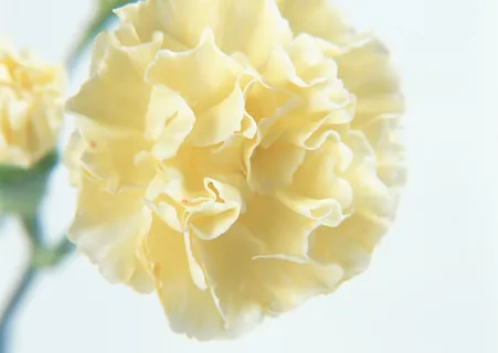 花朵清淡  花朵清淡