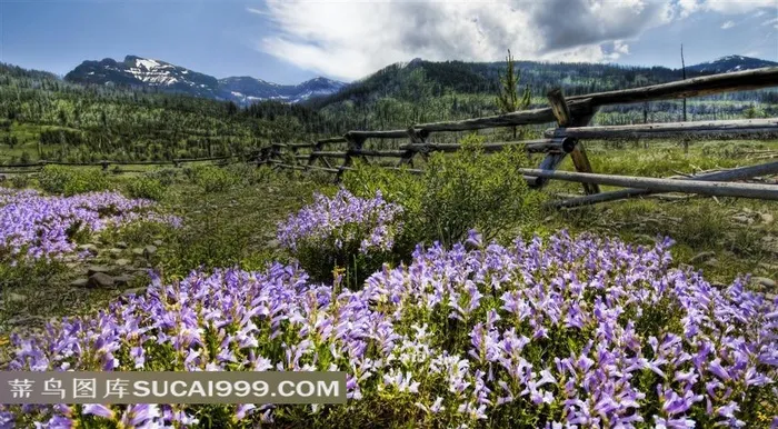 高清野外牧场风景摄影素材