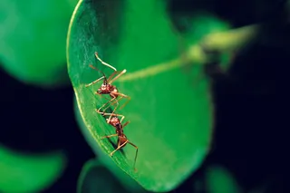 两只蚂蚁摄影高清图片