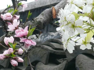 高清粉红桃花图片下载