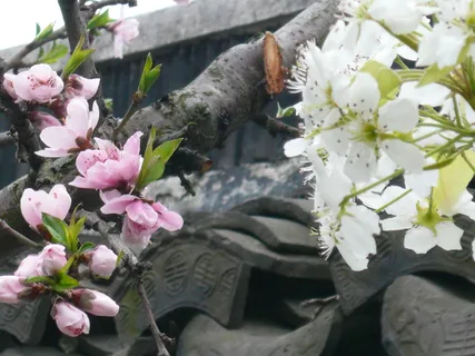 高清粉红桃花图片下载 高清粉红桃花图片下载