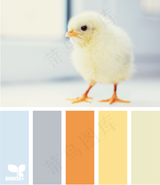 动物配色色卡色彩搭配