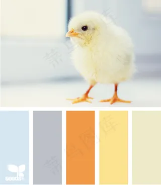 动物配色色卡色彩搭配