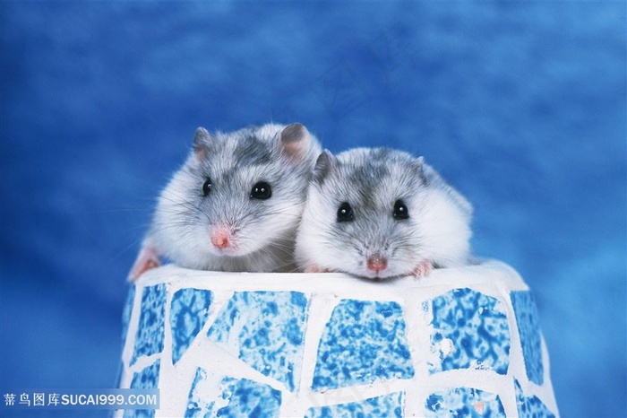 蓝色凳子上小仓鼠图片