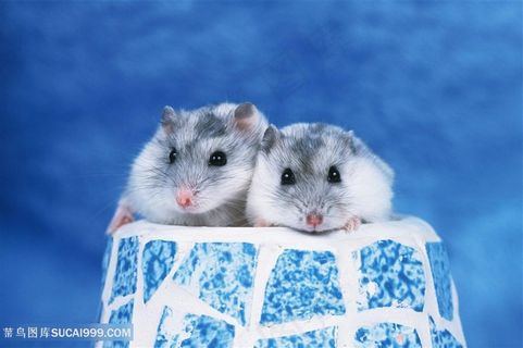 蓝色凳子上小仓鼠图片