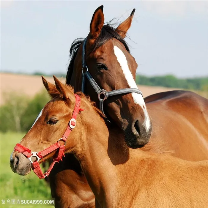 唯美野生动物两头可爱的骏马图片