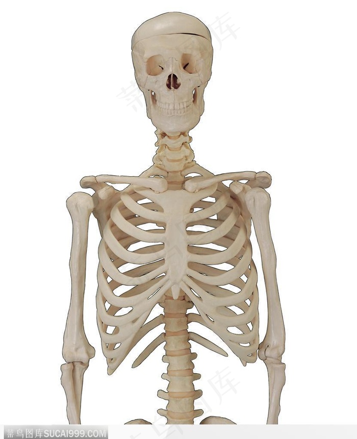 人体器官模型-人体上半身骨骼