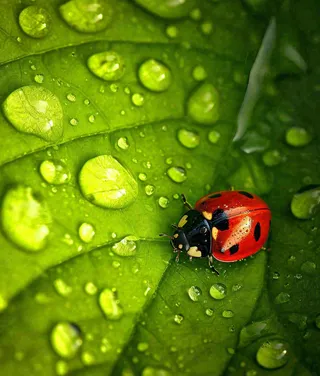 春夏天季节七星瓢虫昆虫绿叶，夏至摄影图