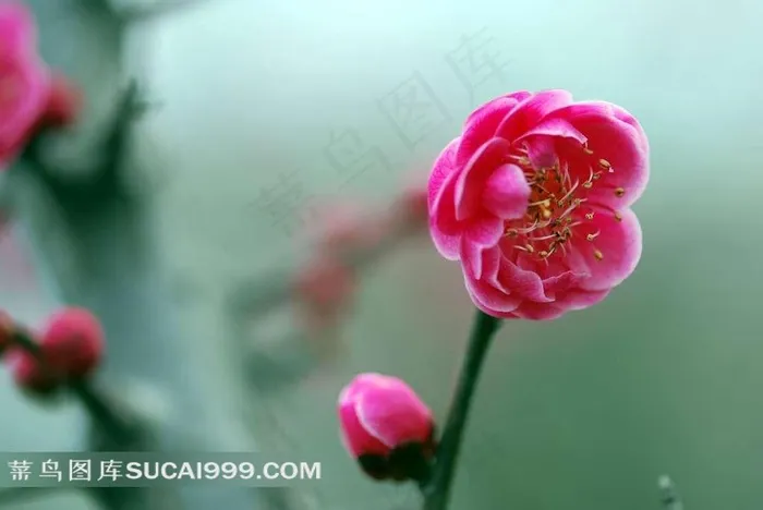 娇艳的梅花摄影
