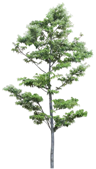 高清树木素材 免抠PSD植物素材 美术绘画园林贴图 树草灌木花草