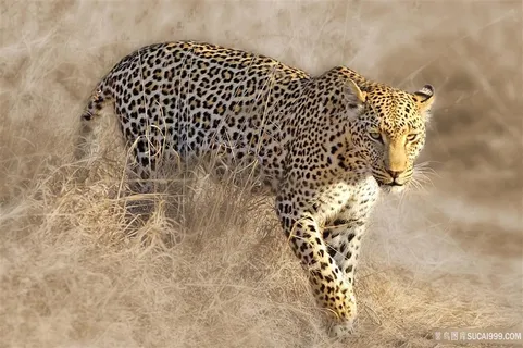 巡视中的猎豹图片