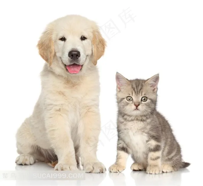 猫狗海报素材