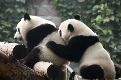 在一起玩耍的两只熊猫摄影高清图片 在一起玩耍的两只熊猫摄影高清图片