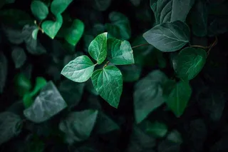 清新绿叶绿植植物叶子特写立夏夏至大暑春夏摄影图