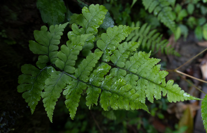 蕨类植物-鳞柄双盖蕨