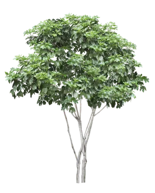 高清树木素材 免抠PSD植物素材 美术绘画园林贴图 树草灌木花草