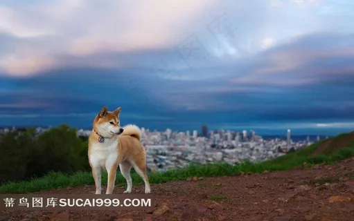 山坡上的狗狗 山坡上的狗狗