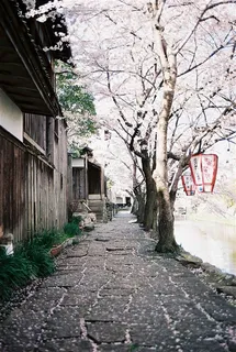 日本街景樱花 日本街景樱花
