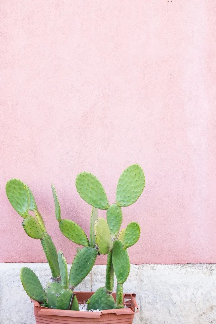 绿色仙人掌仙人球摄影素材