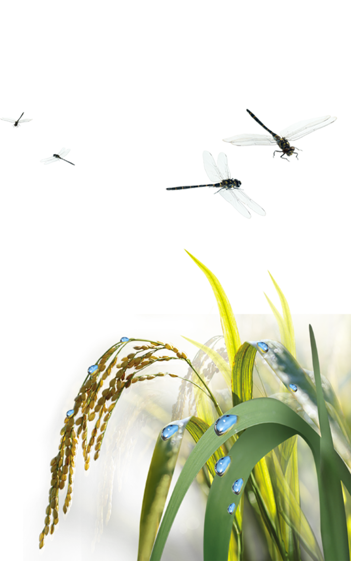 水稻蜻蜓现代农业