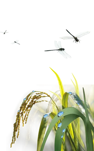 水稻蜻蜓现代农业