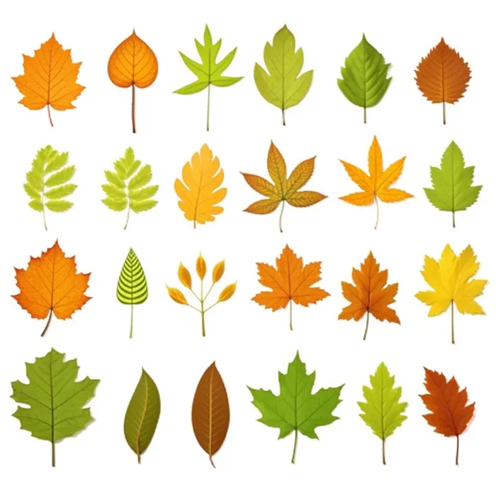 秋天黄色叶子树叶插画免抠(1024x1024)
