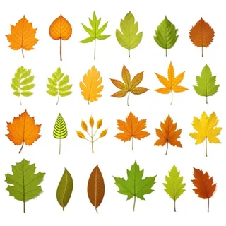 秋天黄色叶子树叶插画免抠