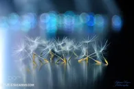 唯美蒲公英花瓣鲜花图片