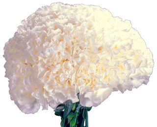 高清白色康乃馨图片下载