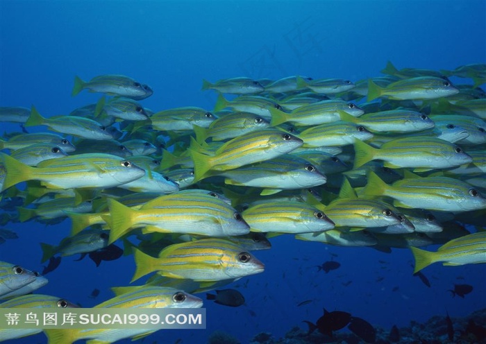 海洋世界黄色鱼群摄影