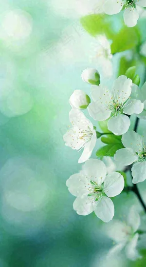 春天清新白色花朵枝叶，春分立春摄影图