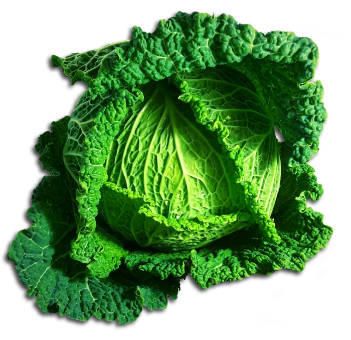 乌心菜包菜