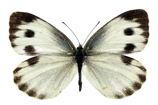 蝴蝶 彩蝶 花蝴蝶 动物 昆虫 免抠 (36)