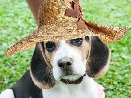 漂亮的比格犬图片 漂亮的比格犬图片