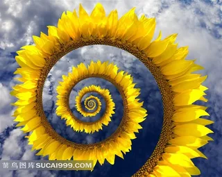 另类向日葵图片